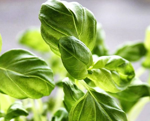 basil information basil information - Guide to using basil in the Kitchen